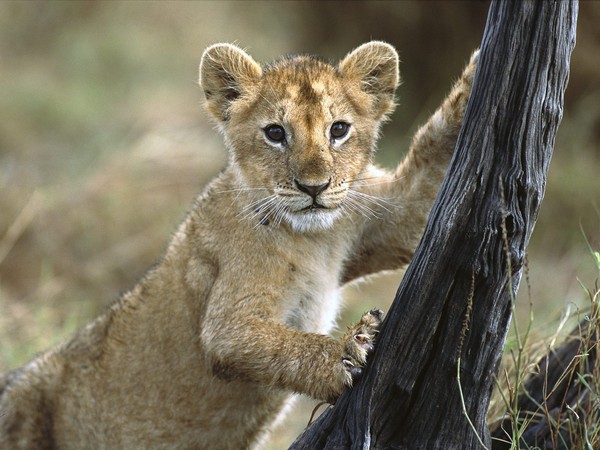 site de rencontre lionceau