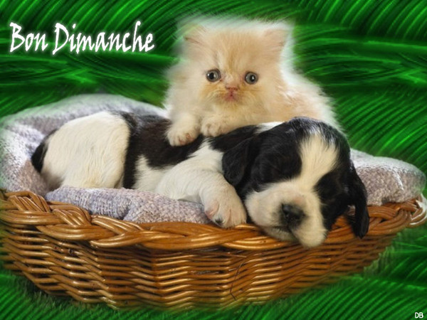 Bon Dimanche - chaton chiot : kdo pour vous