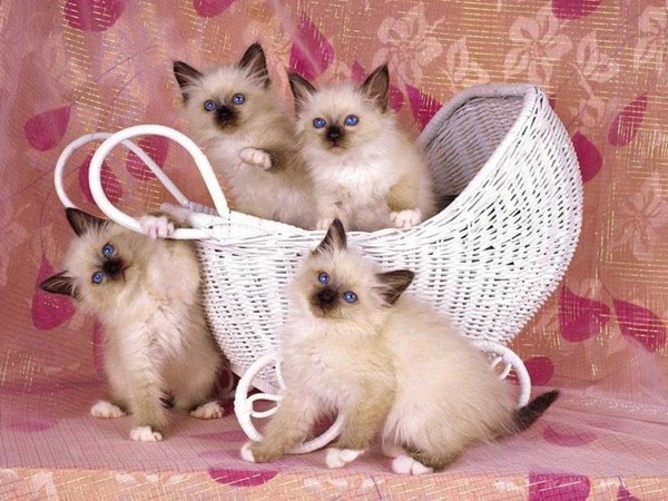 Chat gratuit 37