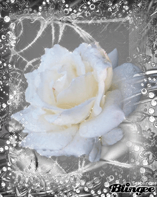 Rose blanche : kdo de mon amie Eva-Sofia