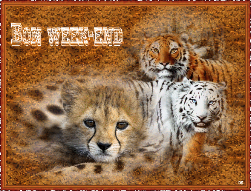 Bon week-end - tigres : kdo pour vous