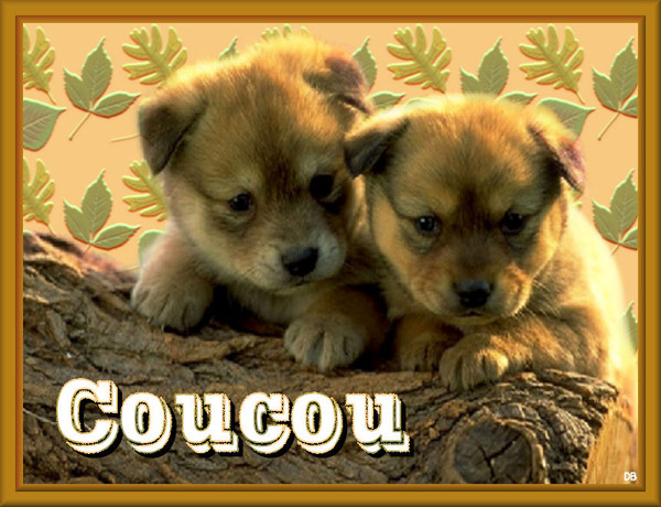 Coucou - chiots : kdo pour vous