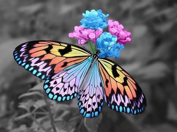 Papillons : wallpaper, photo, fond d'écran, image, fond