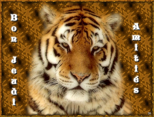 Bon Jeudi-Amitiés-tigre : kdo pour vous