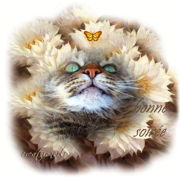 Bonne soirée avec chat feerique