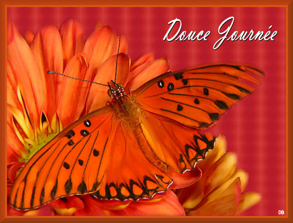 Douce Journée - papillon : kdo pour vous