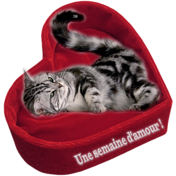 "Une semaine d'amour" chat dans un coussin en coeur : kdo