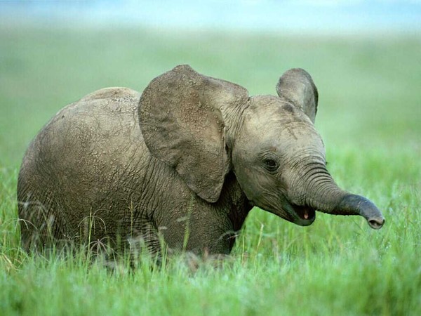 البغدادية+بث+مباشر Elephants : wallpaper, photo, fond d'écran, image, fond - Centerblog