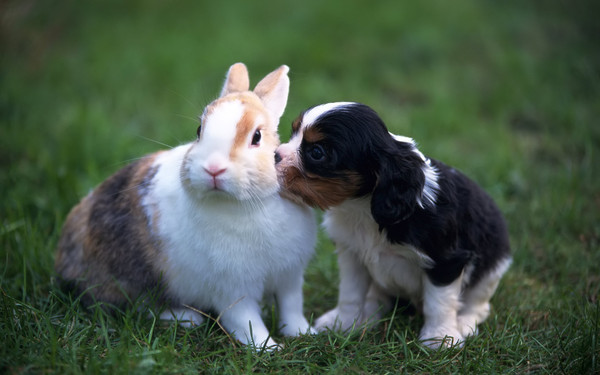 rencontre chiot et chaton