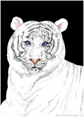 Tigres Blancs Wallpaper Fond D Cran Photo Image Fond