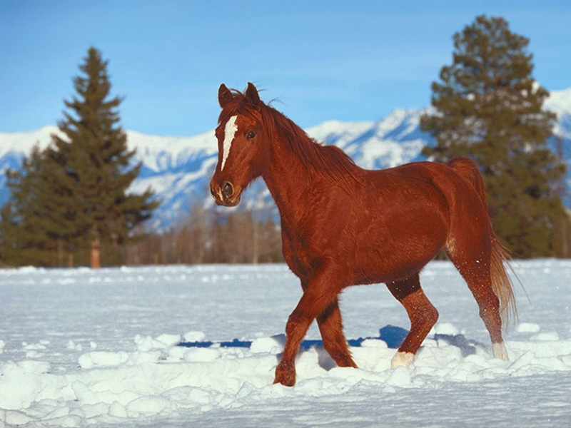 un cheval dans la neige