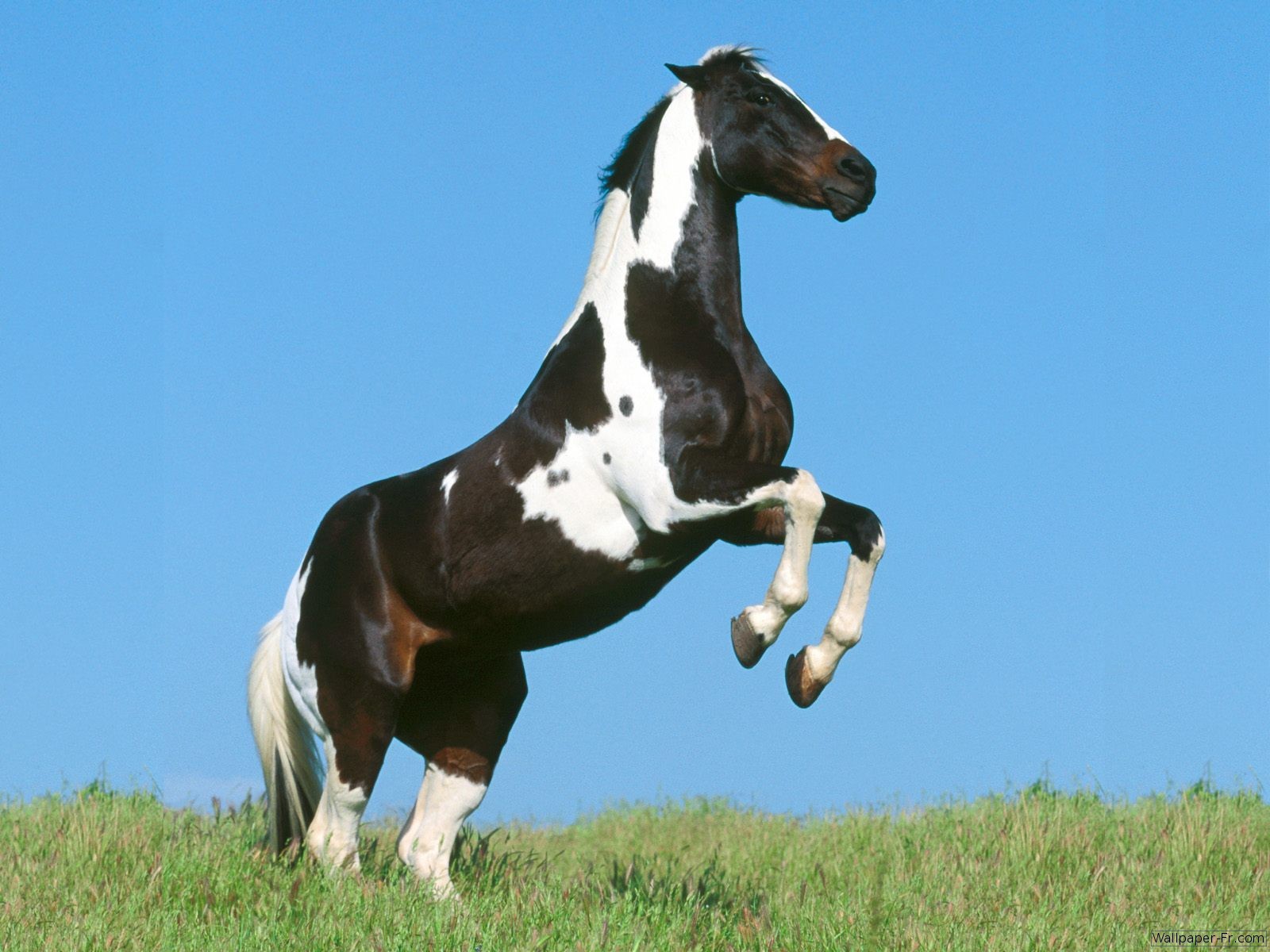 Cheval Wallpaper Fond D cran Photo Image Fond