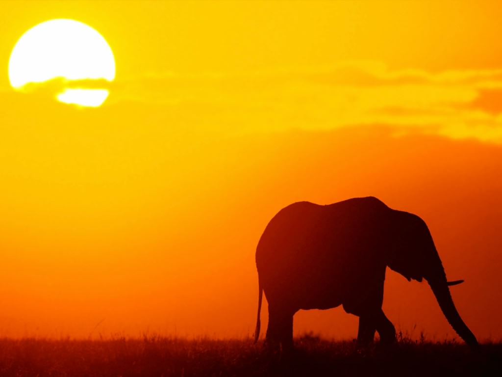 Wallpapers Elephants - Page 2