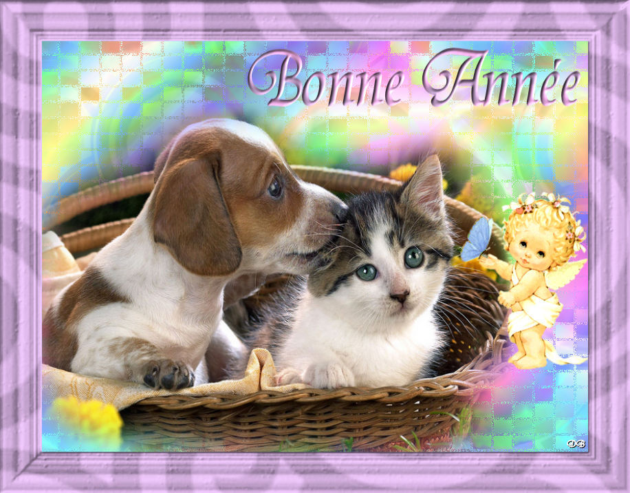 creas chiens
