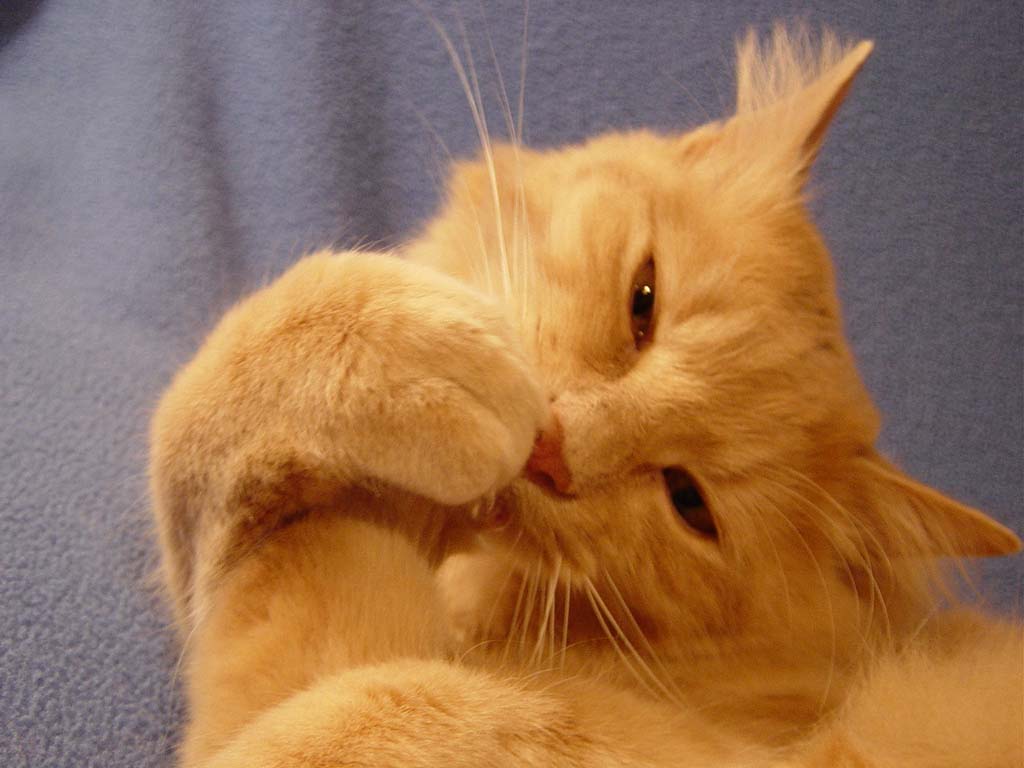 chat background wallpaper chat background wallpaper