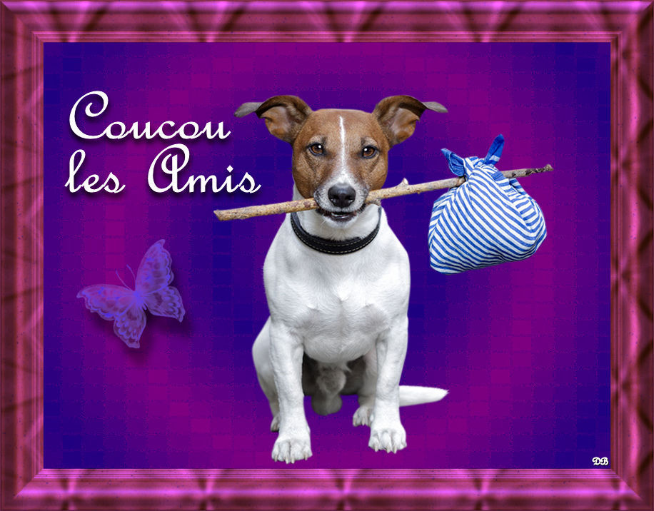 Coucou Les Amis Chien Kdo Pour Vous
