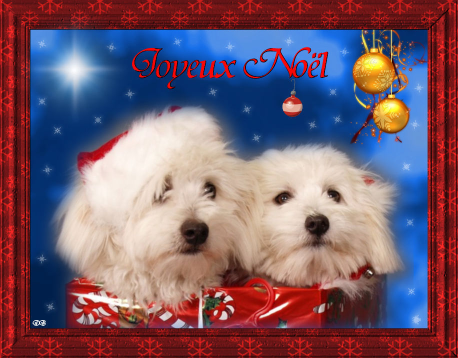 Joyeux Noël-chiens : kdo pour vous