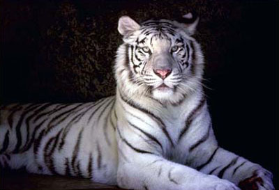 Tigres Blancs Wallpaper Fond D Cran Photo Image Fond