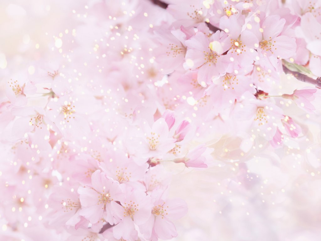 wallpapers fleurs - Page 11